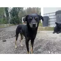 Foto dell\'animale COMUNE DI SALERNO - 380260042460390