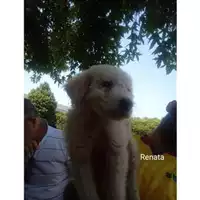 Foto dell\'animale COMUNE DI SALERNO - 380260044813655