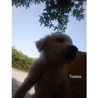 Foto dell\'animale COMUNE DI SALERNO - 380260044813395