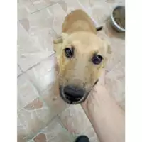Foto dell\'animale COMUNE DI SALERNO - 380260044805533