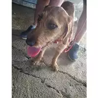 Foto dell\'animale COMUNE DI SALERNO - 380260044805993
