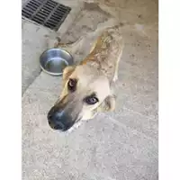 Foto dell\'animale COMUNE DI SALERNO - 380260044805846