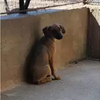 Foto dell\'animale COMUNE DI SALERNO - 380260044805567