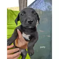Foto dell\'animale COMUNE DI SALERNO - 380260044805636