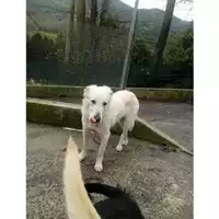 Foto dell\'animale COMUNE DI SALERNO - 380260042147492