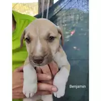 Foto dell\'animale COMUNE DI SALERNO - 380260044805239