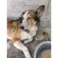 Foto dell\'animale COMUNE DI SALERNO - 380260044580416