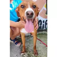 Foto dell\'animale COMUNE DI SALERNO - 380260044580458