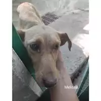 Foto dell\'animale COMUNE DI SALERNO - 380260044671432
