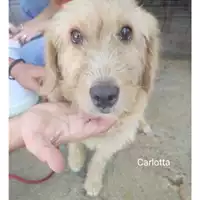 Foto dell\'animale COMUNE DI SALERNO - 380260044671949