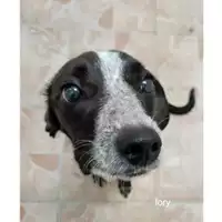 Foto dell\'animale COMUNE DI SALERNO - 380260044580936