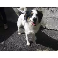 Foto dell\'animale COMUNE DI SALERNO - 380260042459395