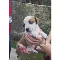 Foto dell\'animale COMUNE DI SALERNO - 380260044814149