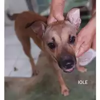 Foto dell\'animale COMUNE DI SALERNO - 380260044580895