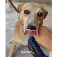 Foto dell\'animale COMUNE DI SALERNO - 380260004056310