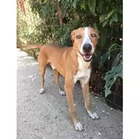 Foto dell\'animale COMUNE DI SALERNO - 380260042458719