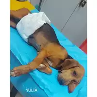 Foto dell\'animale COMUNE DI SALERNO - 380260044581584