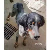 Foto dell\'animale COMUNE DI SALERNO - 380260044580154