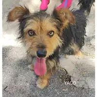Foto dell\'animale COMUNE DI SALERNO - 380260044813366