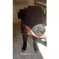Foto dell\'animale COMUNE DI SALERNO - 380260044805914
