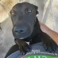 Foto dell\'animale COMUNE DI SALERNO - 380260044580845