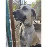 Foto dell\'animale COMUNE DI SALERNO - 380260044806466