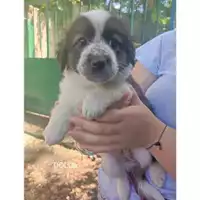 Foto dell\'animale COMUNE DI SALERNO - 380260044580915