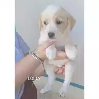 Foto dell\'animale COMUNE DI SALERNO - 380260044580821