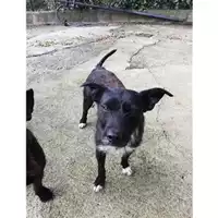 Foto dell\'animale COMUNE DI SALERNO - 380260042783616