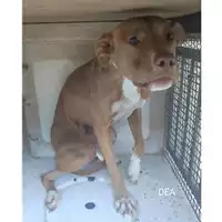 Foto dell\'animale COMUNE DI SALERNO - 380260044672102