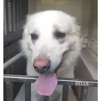 Foto dell\'animale COMUNE DI SALERNO - 380260044671391