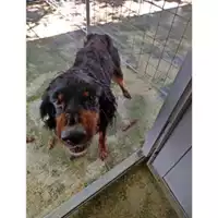 Foto dell\'animale COMUNE DI SALERNO - 380260101152103