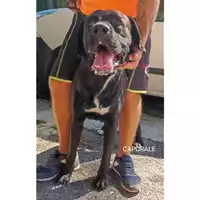 Foto dell\'animale COMUNE DI SALERNO - 380260044580286