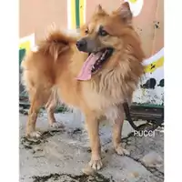 Foto dell\'animale COMUNE DI SALERNO - 380260004056473