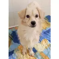 Foto dell\'animale COMUNE DI SALERNO - 380260044580364