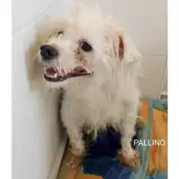 Foto dell\'animale COMUNE DI SALERNO - 380260044580336