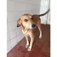 Foto dell\'animale COMUNE DI SALERNO - 380260042335009