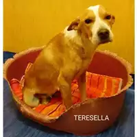 Foto dell\'animale COMUNE DI SALERNO - 380260044552738