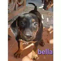 Foto dell\'animale COMUNE DI SALERNO - 380260044580465