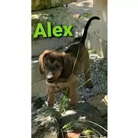 Foto dell\'animale COMUNE DI SALERNO - 380260044580559