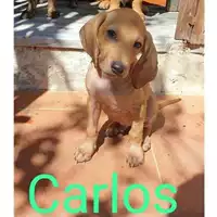 Foto dell\'animale COMUNE DI SALERNO - 380260044580964