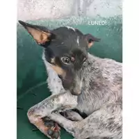 Foto dell\'animale COMUNE DI SALERNO - 380260044805986