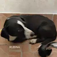 Foto dell\'animale COMUNE DI SALERNO - 380260044580899