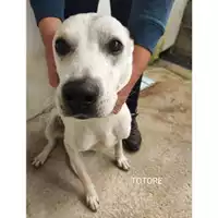 Foto dell\'animale COMUNE DI SALERNO - 380260044580473