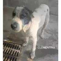 Foto dell\'animale COMUNE DI SALERNO - 380260044580712