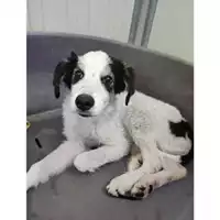 Foto dell\'animale COMUNE DI SALERNO - 380260044580879
