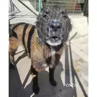 Foto dell\'animale COMUNE DI SALERNO - 380260044580987