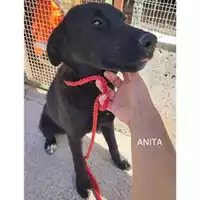 Foto dell\'animale COMUNE DI SALERNO - 380260044580579