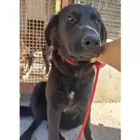 Foto dell\'animale COMUNE DI SALERNO - 380260044580202