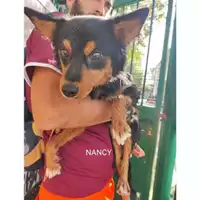Foto dell\'animale COMUNE DI SALERNO - 380260044580703